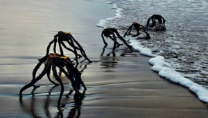 Sea Spiders of South Africa
